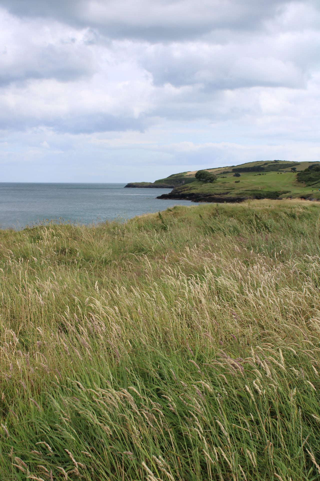 Was Darmflora und Rasen verbindet