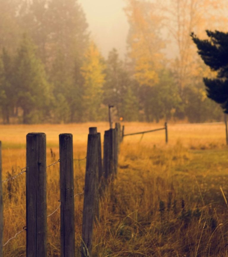 Ein nebliges Feld mit einem lattenzaun und buntem Laub im Hintergrund.
