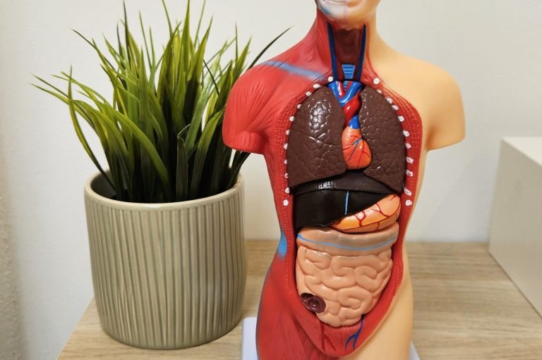 Anatomie-Torso mit Verdauungsorganen im Fokus