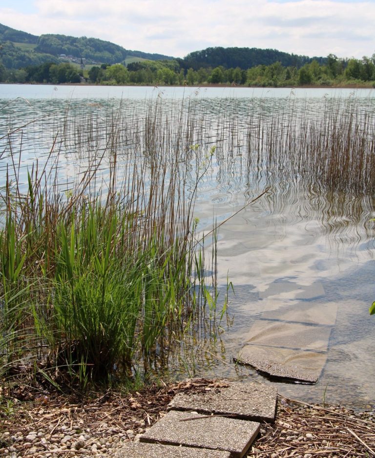 Seeufer und Einstieg zum See