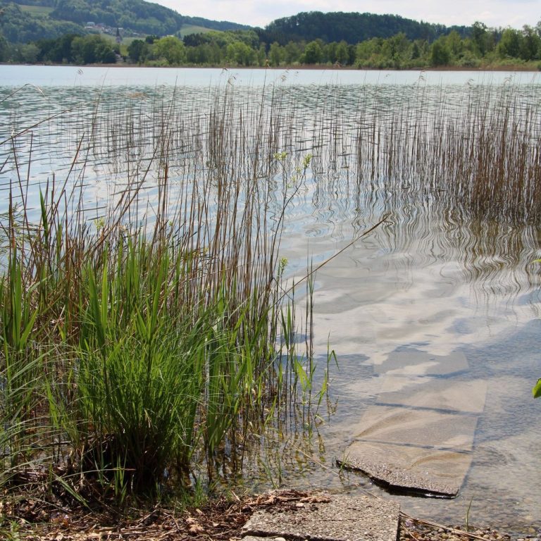 Seeufer und Einstieg zum See